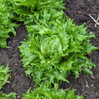 Lattuga iceberg Ice Queen (Lactuca sativa) semi