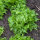 Lattuga iceberg Ice Queen (Lactuca sativa) semi