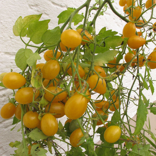 Pomodoro Dattelwein (Solanum lycopersicum) semi