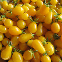 Pomodoro Dattelwein (Solanum lycopersicum) semi