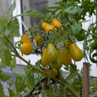Pomodoro Dattelwein (Solanum lycopersicum) semi