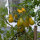 Pomodoro Dattelwein (Solanum lycopersicum) semi