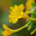 Bella di notte (Mirabilis jalapa) semi