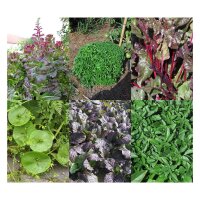 Microgreens - set di semi