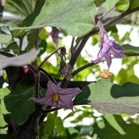 Melanzana Tarim (Solanum melongena) semi biologici