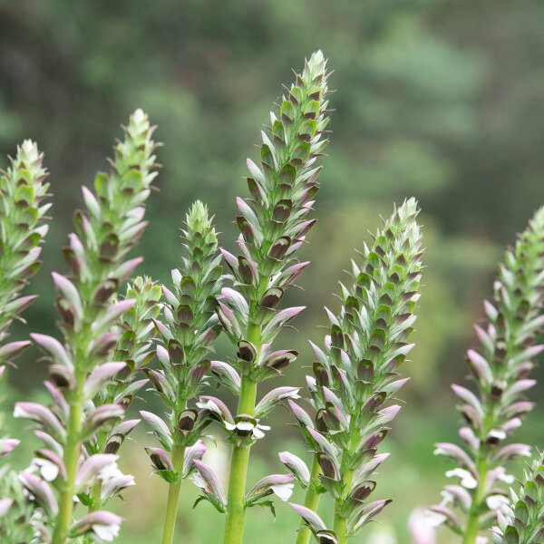 Acanto comune (Acanthus mollis) semi