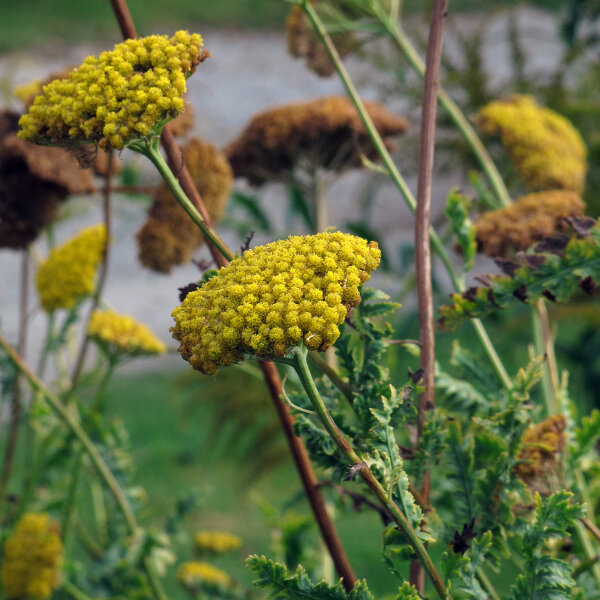 Achillea gialla Cloth of Gold (Achillea filipendulina) semi