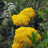 Achillea gialla Cloth of Gold (Achillea filipendulina) semi