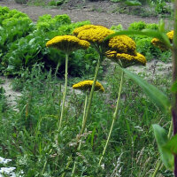 Achillea gialla Cloth of Gold (Achillea filipendulina) semi