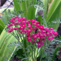 Achillea rossa Cerise Queen (Achillea millefolium) semi