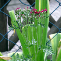 Achillea rossa Cerise Queen (Achillea millefolium) semi