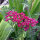 Achillea rossa Cerise Queen (Achillea millefolium) semi