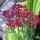 Achillea rossa Cerise Queen (Achillea millefolium) semi