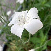 Gittaione bianco ‘Ocean Pearls’ (Agrostemma...