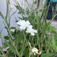 Gittaione bianco ‘Ocean Pearls’ (Agrostemma githago) semi