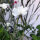 Gittaione bianco ‘Ocean Pearls’ (Agrostemma githago) semi