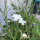 Gittaione bianco ‘Ocean Pearls’ (Agrostemma githago) semi