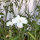 Gittaione bianco ‘Ocean Pearls’ (Agrostemma githago) semi