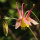 Aquilegia canadese (Aquilegia canadensis) semi