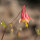 Aquilegia canadese (Aquilegia canadensis) semi