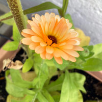 Calendula rosa salmone Pink Surprise (Calendula officinalis) semi