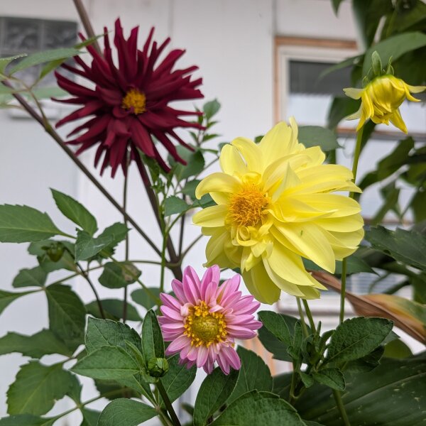 Miscuglio di Dalie alte Decorative Giants (Dahlia variabilis) semi
