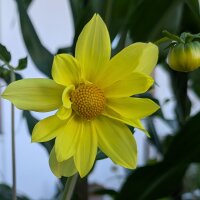 Miscuglio di Dalie alte Decorative Giants (Dahlia...
