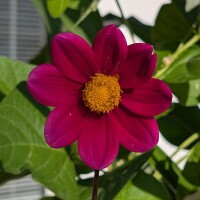 Miscuglio di Dalie alte Decorative Giants (Dahlia variabilis) semi