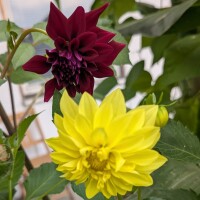 Miscuglio di Dalie alte Decorative Giants (Dahlia variabilis) semi