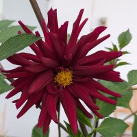 Miscuglio di Dalie alte Decorative Giants (Dahlia variabilis) semi
