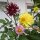 Miscuglio di Dalie alte Decorative Giants (Dahlia variabilis) semi