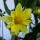 Miscuglio di Dalie alte Decorative Giants (Dahlia variabilis) semi