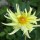 Miscuglio di Dalie alte Decorative Giants (Dahlia variabilis) semi