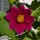 Miscuglio di Dalie alte Decorative Giants (Dahlia variabilis) semi