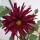 Miscuglio di Dalie alte Decorative Giants (Dahlia variabilis) semi