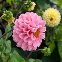 Miscuglio di Dalie pompon (Dahlia variabilis) semi