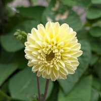 Miscuglio di Dalie pompon (Dahlia variabilis) semi