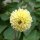 Miscuglio di Dalie pompon (Dahlia variabilis) semi