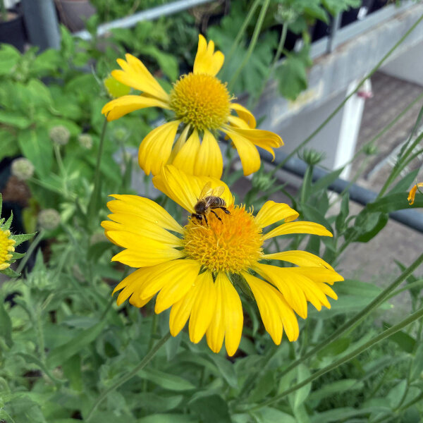 Gagliarda perenne Aurea Pura (Gaillardia aristata) semi
