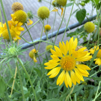 Gagliarda perenne Aurea Pura (Gaillardia aristata) semi