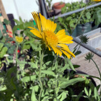 Gagliarda perenne Aurea Pura (Gaillardia aristata) semi