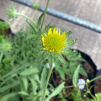 Gagliarda perenne Aurea Pura (Gaillardia aristata) semi