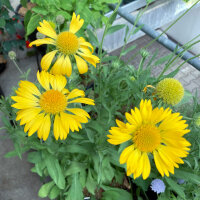 Gagliarda perenne Aurea Pura (Gaillardia aristata) semi