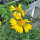 Gagliarda perenne Aurea Pura (Gaillardia aristata) semi