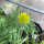 Gagliarda perenne Aurea Pura (Gaillardia aristata) semi