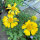 Gagliarda perenne Aurea Pura (Gaillardia aristata) semi