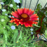 Gagliarda perenne arancione Tokajer (Gaillardia aristata)...