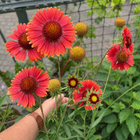 Gagliarda perenne arancione Tokajer (Gaillardia aristata)...