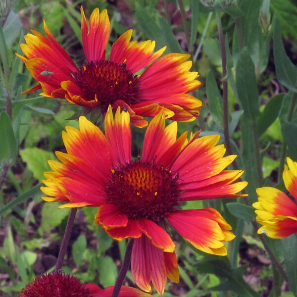 Gagliarda perenne bicolore Bremen (Gaillardia aristata) semi