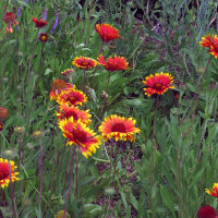 Gagliarda perenne bicolore Bremen (Gaillardia aristata) semi